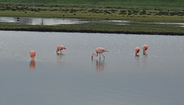 Ongerijmd: Flamingo’s bij de Willem-Alexanderbaan